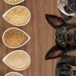 Best Grains for Dogs