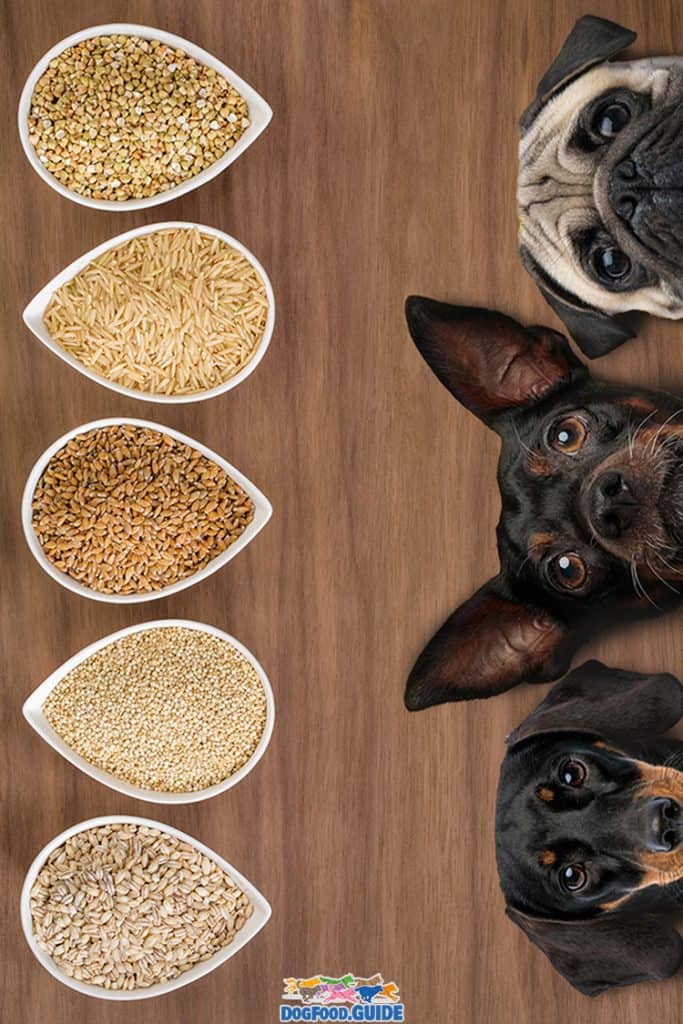 Best Grains for Dogs