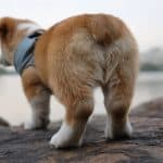 Corgi Dog Butt