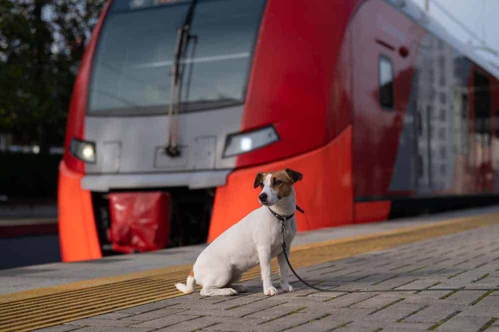 Are Dogs Allowed on AMTRAK
