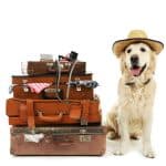 Pet Friendly Hotels