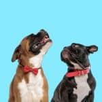 Paws and Minds: Nurturing Mental Health in Dogs Mental Health in Dogs