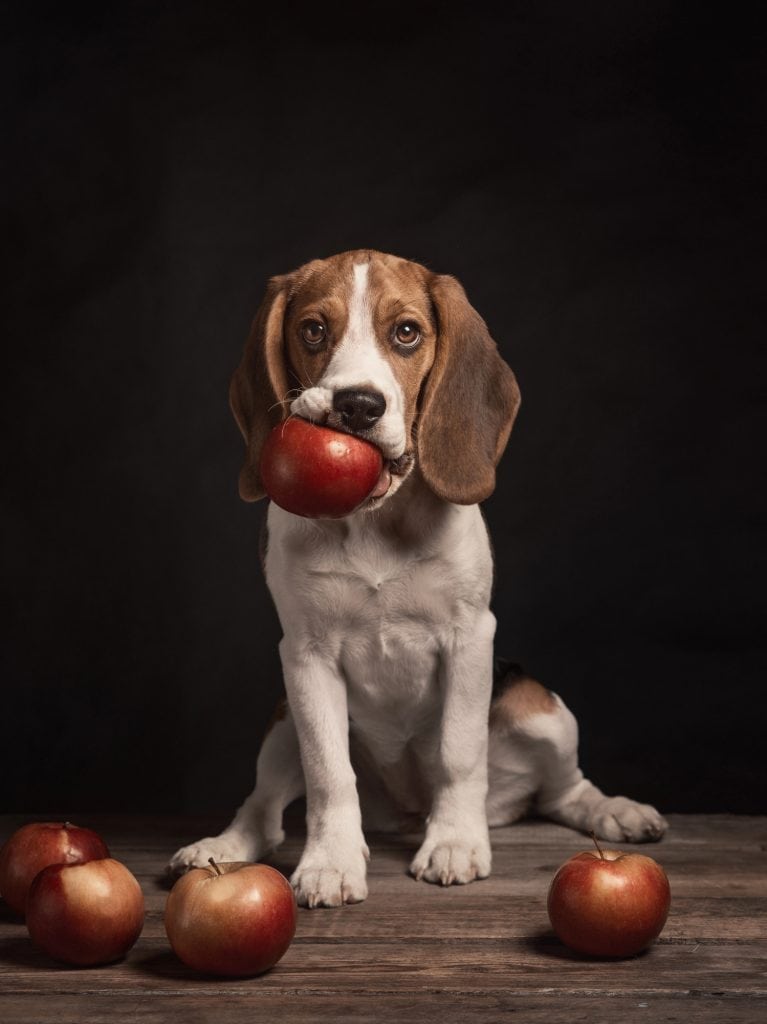 can dogs eat apples